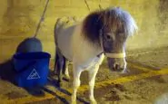 Il pony di 10 anni trascinato ed ucciso ad Acate