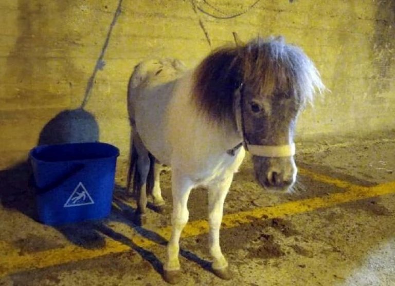 Il pony di 10 anni trascinato ed ucciso ad Acate