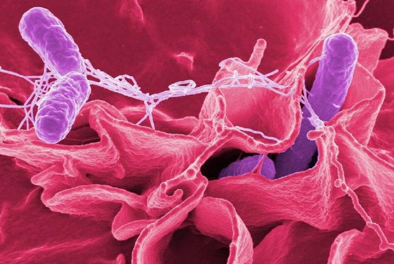 Batteri della Salmonella che attaccano cellule in coltura