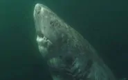 Un esemplare di squalo della Groenlandia