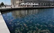 Trieste meduse