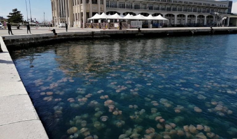 Trieste meduse