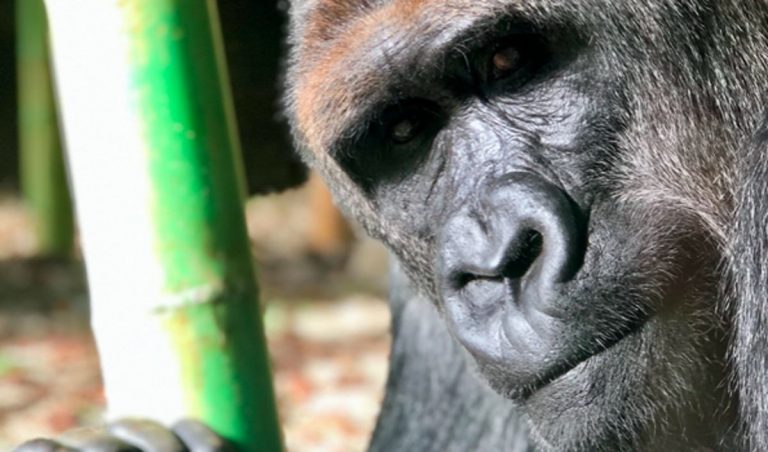 Un gorilla del Lincoln park di Chicago