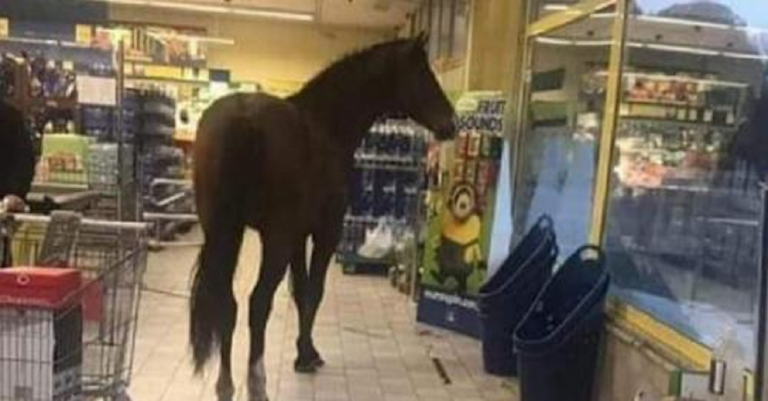 cavallo supermercato