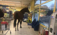 cavallo supermercato
