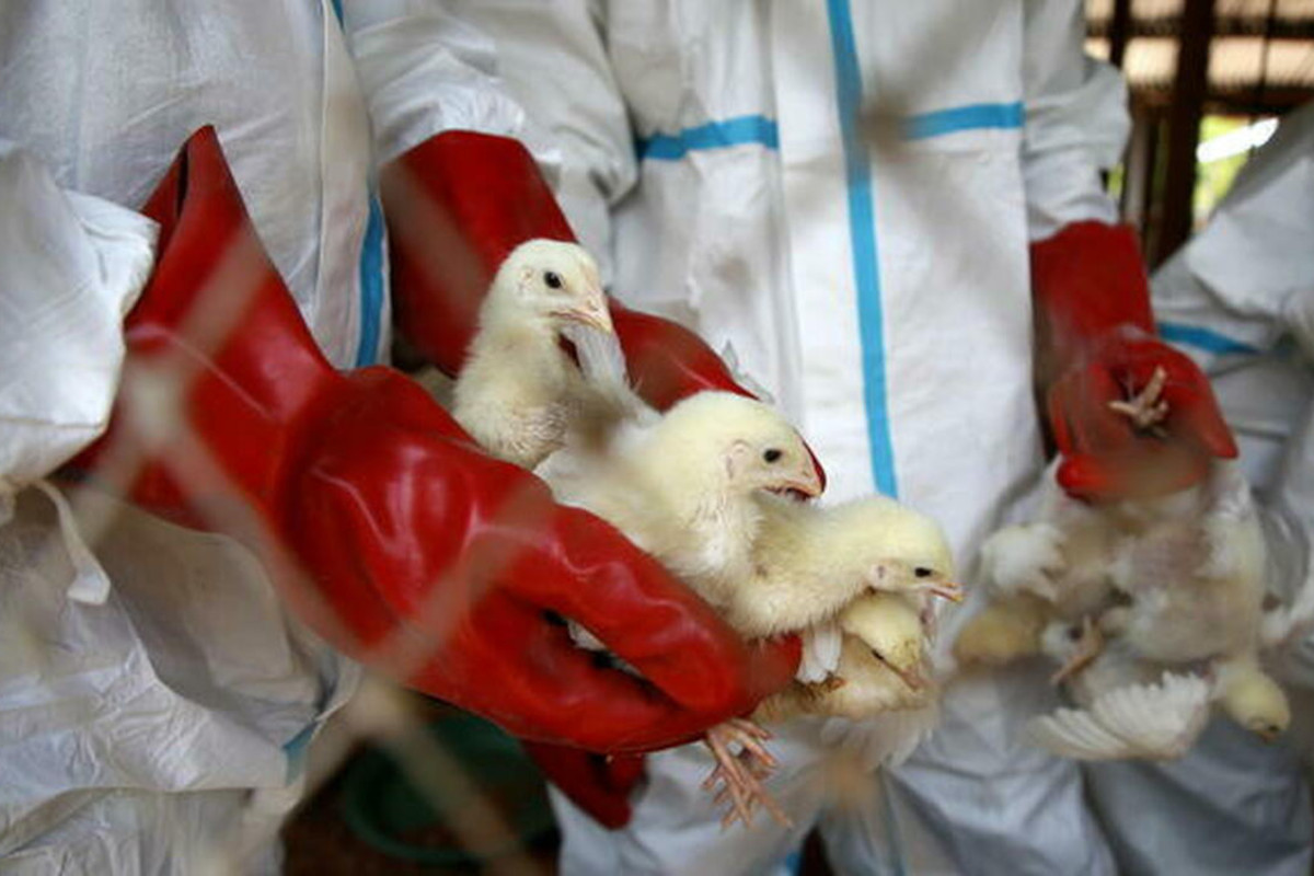 Avian influenza, outbreaks reported in Canada and the United States: a warning from the experts