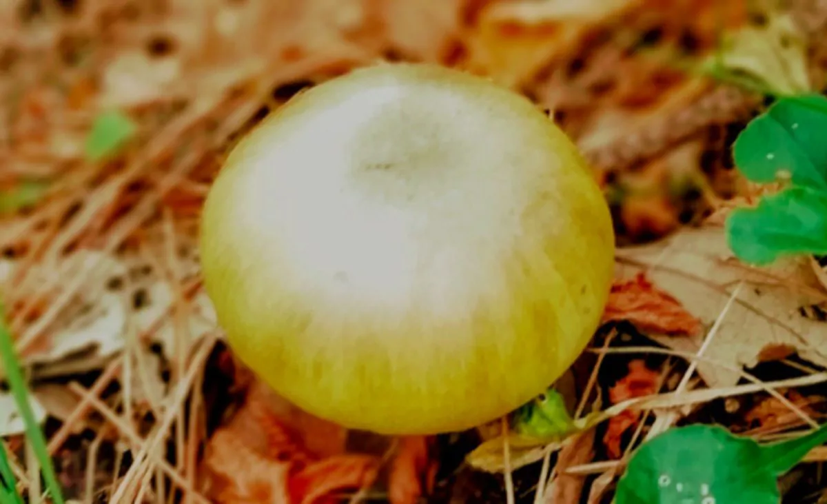 Amanita Phalloides