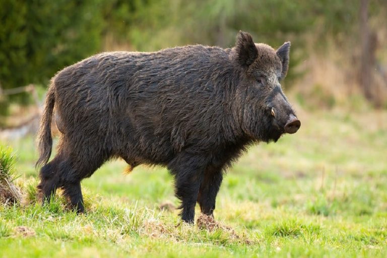 Attacco di un cinghiale ad un 14enne