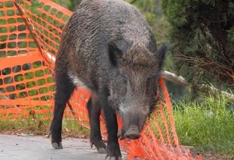Un cinghiale a Roma