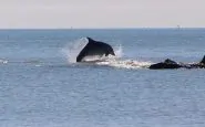 Un delfino fuori dal pelo dell'acqua