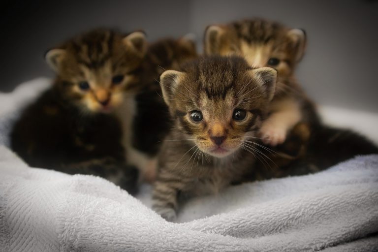 Gatti