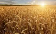 Mezzo pianeta sotto scacco della crisi mondiale del grano