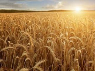 Mezzo pianeta sotto scacco della crisi mondiale del grano