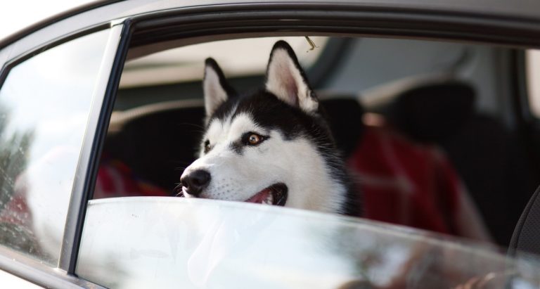 Husky