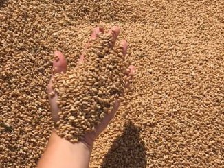 Con il grano bloccato in Ucraina l'Onu lancia l'allarme carestia