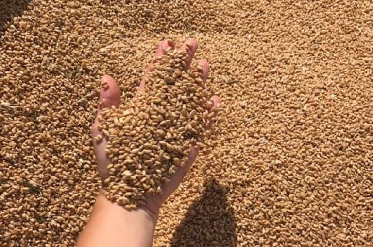 Con il grano bloccato in Ucraina l'Onu lancia l'allarme carestia