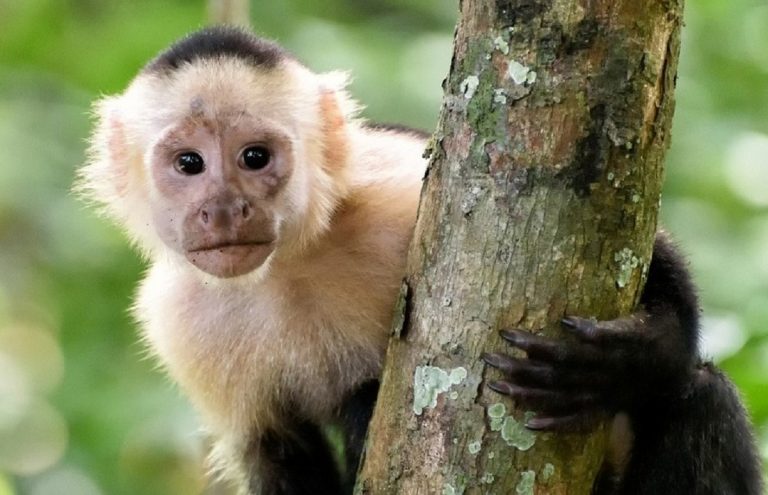 Perché il "Monkeypox" si chiama così