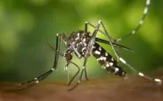 Zanzara tigre: come allontanarla da casa