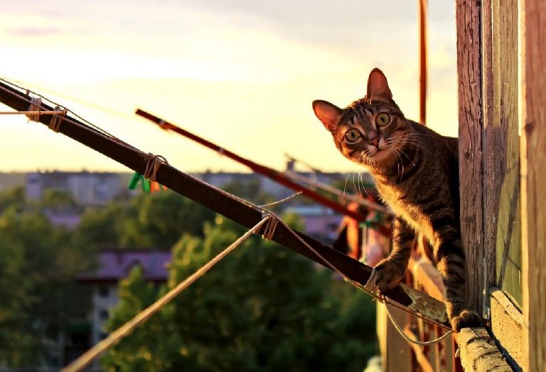 20enne cade dal balcone per prendere il gatto