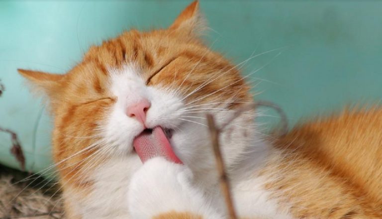 feromoni nuova generazione gatti
