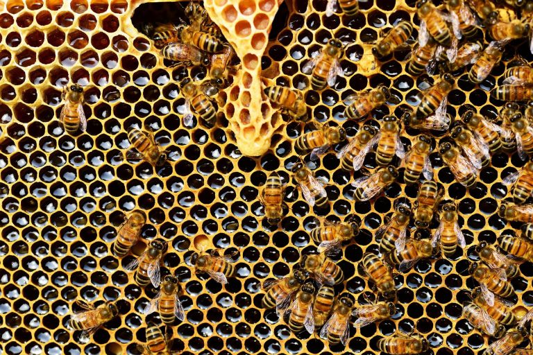 Api in casa in primavera: i consigli per allontanarle
