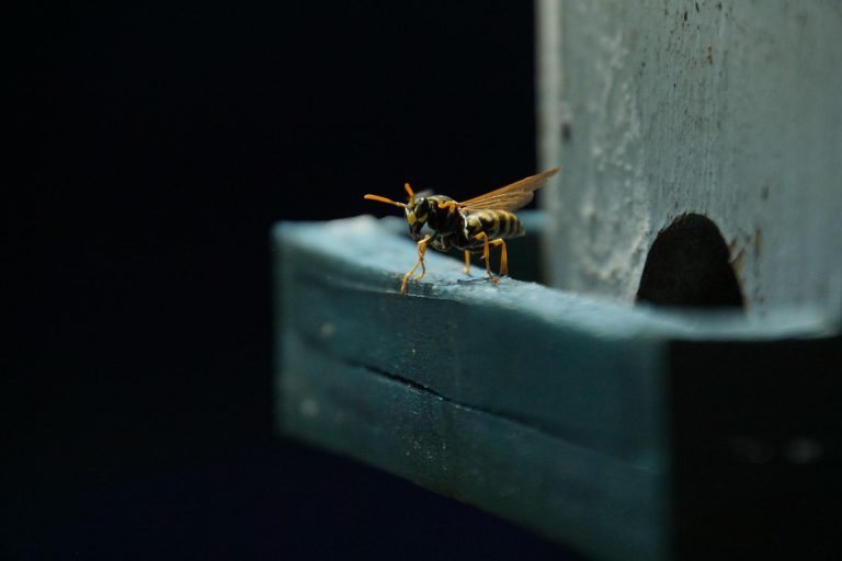 Vespe in casa in primavera: come allontanarle senza rischi