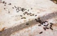 insetti in casa