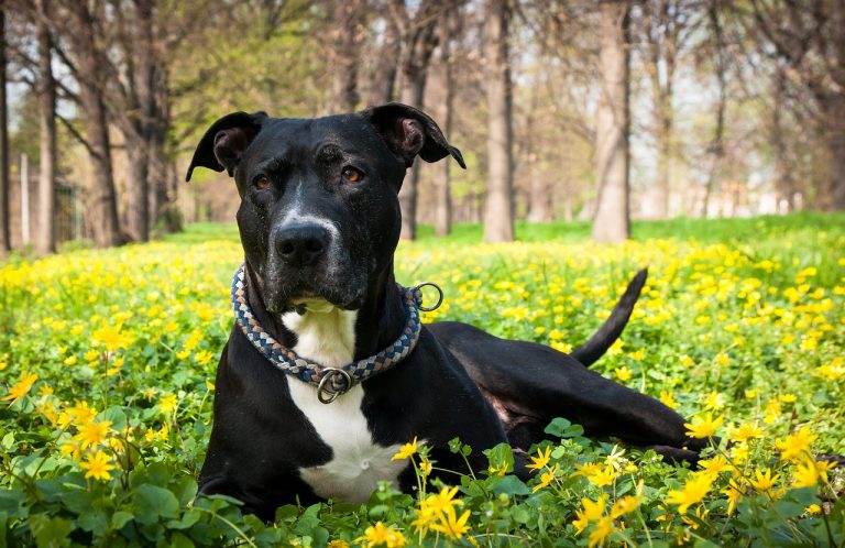 Aut Aut di una moglie al marito sul loro cane