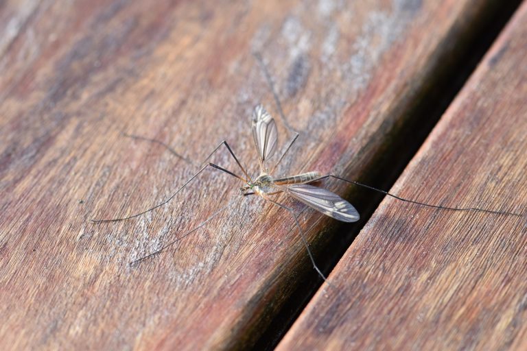 Zanzare in casa: come allontanarle senza zanzariere