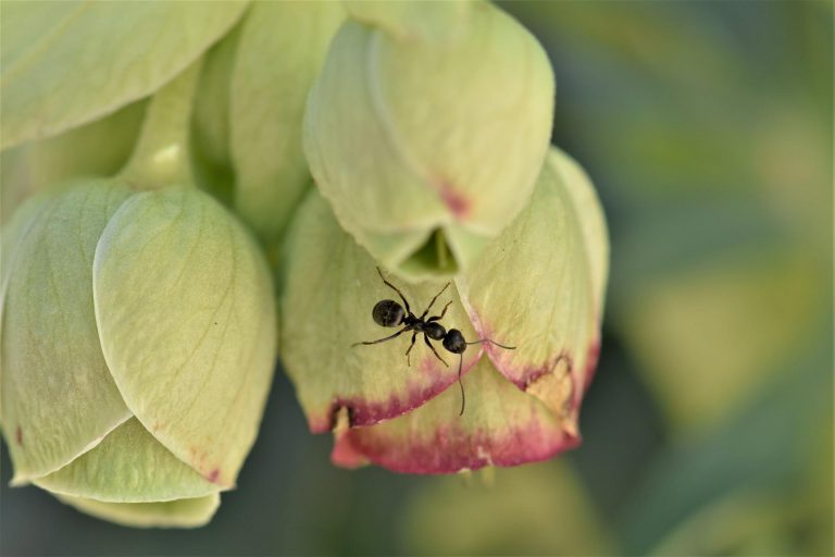 Formiche nei vasi in casa: come allontanarle senza pesticidi