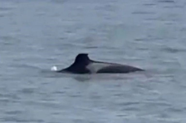 L'orca avvistata nella Senna