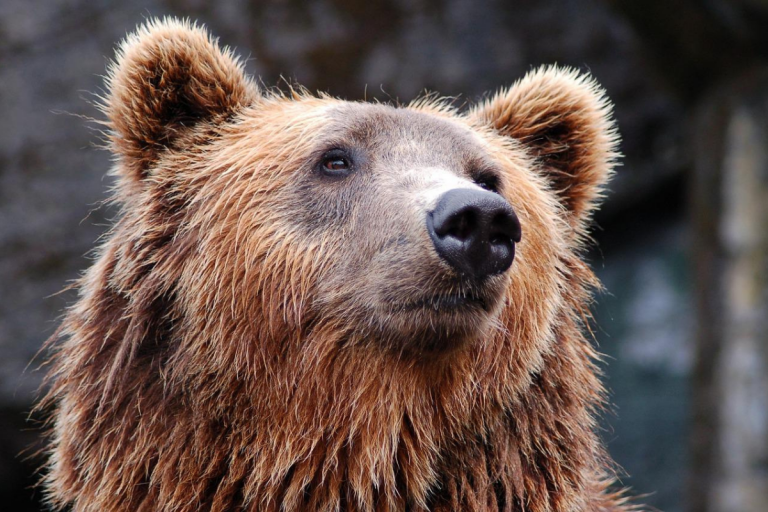 aggressione orso