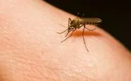 puntura di zanzara