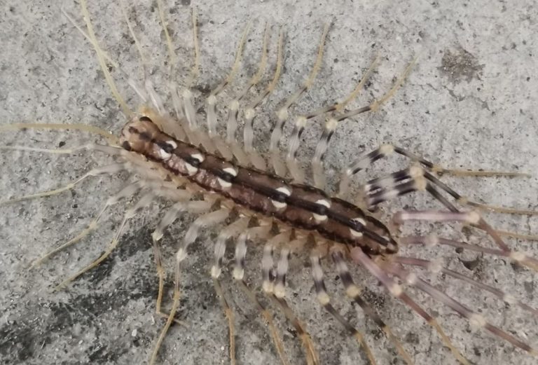 scutigera
