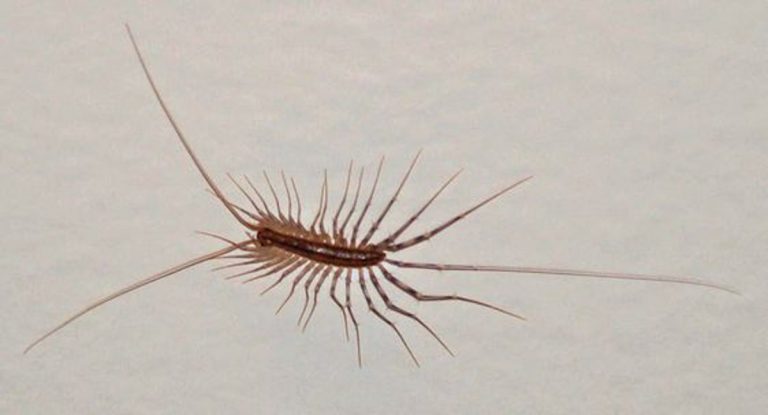 scutigere