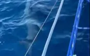 Lo squalo sotto il pelo dell'acqua