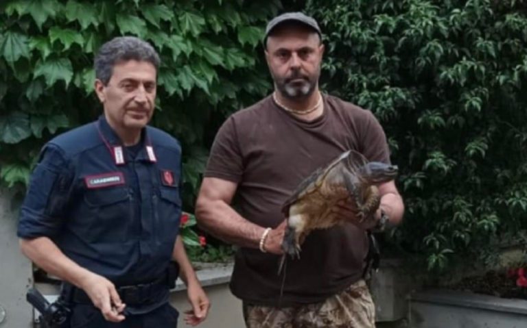 tartaruga azzannatrice Roma