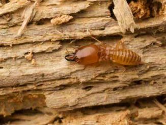 termiti