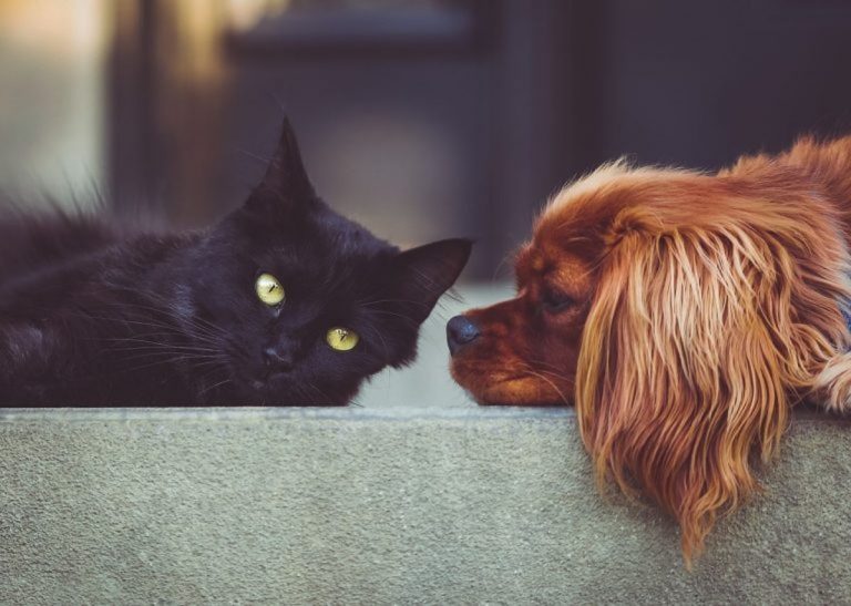 Cani e gatti