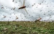 Migliaia di locuste che sciamano in Sardegna