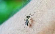 La zanzara responsabile della Dengue