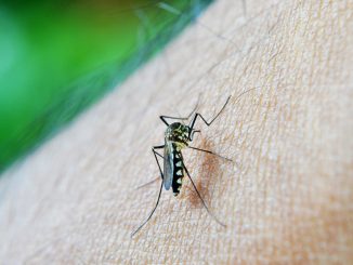La zanzara responsabile della Dengue