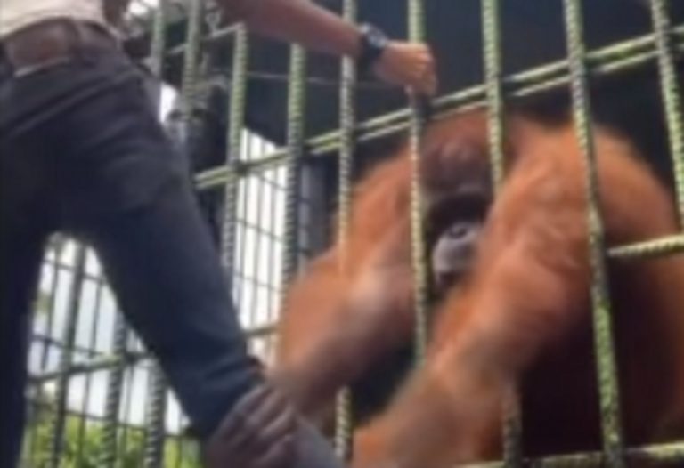 Il momento in cui l'orango afferra la gamba del turista