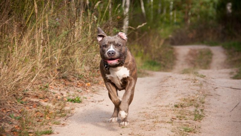 Pitbull