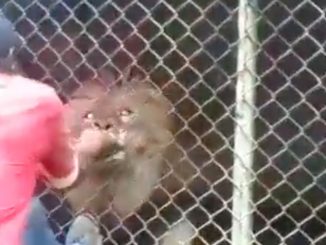 Screen del video in cui si vede il leone che attacca il custode