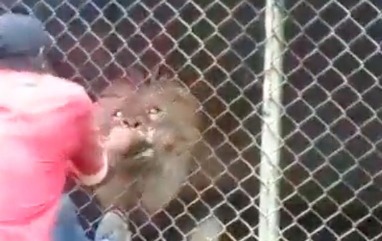 Screen del video in cui si vede il leone che attacca il custode