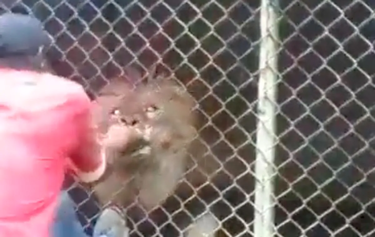 Screen del video in cui si vede il leone che attacca il custode