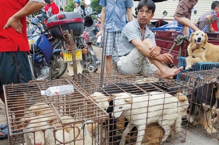 L'orrore di Yulin