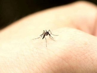 Una zanzara nell'atto di "pungere"
