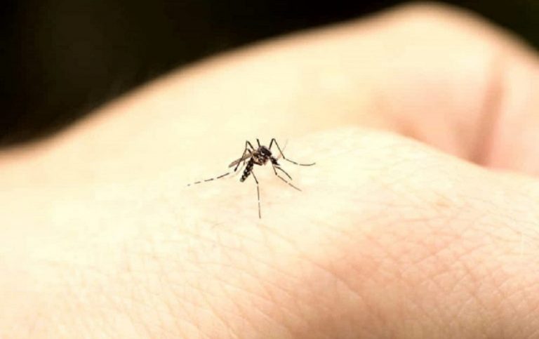 Una zanzara nell'atto di "pungere"